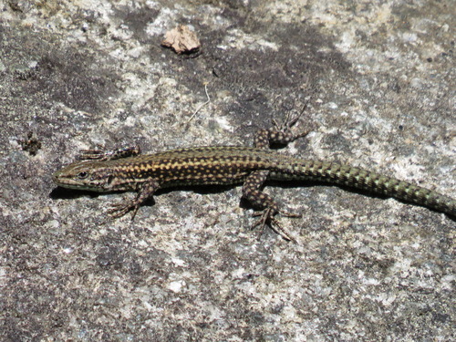 Podarcis guadarramae lusitanicus, Pontevedra, España, photo 7 of 10