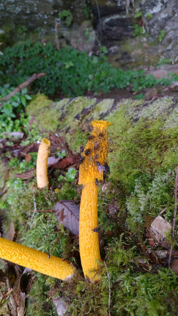 Phallus flavocostatus · June 2019 · photo: © cynthiasu (iNaturalist, cc-by)