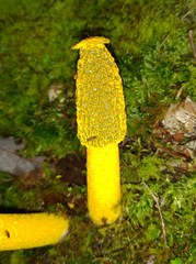Phallus flavocostatus