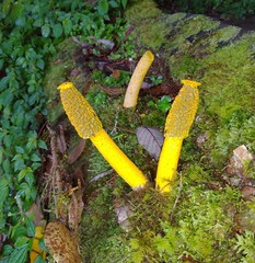 Phallus flavocostatus