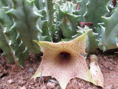 Huernia longituba