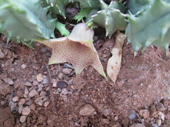 Huernia longituba