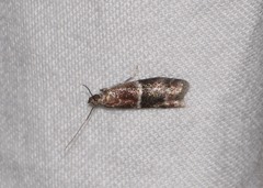 Moodna ostrinella