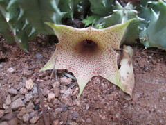 Huernia longituba