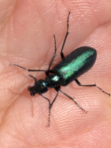 iNaturalist observation photo of Green Blister Beetle