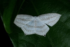 Acropteris ciniferaria