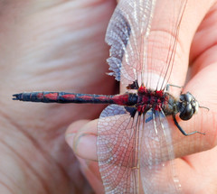 Leucorrhinia borealis