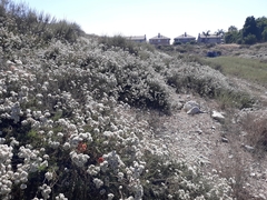 Eriogonum fasciculatum