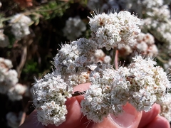 Eriogonum fasciculatum