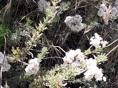 Eriogonum fasciculatum