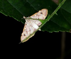 Ischnurges gratiosalis