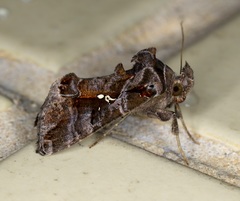Plusiopalpa adrasta