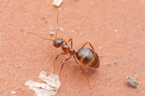 Photo of Eurasian Winter Ant (Prenolepis nitens)