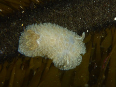 Acanthodoris rhodoceras image