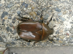 Pseudotorynorrhina japonica