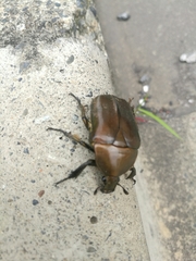 Pseudotorynorrhina japonica