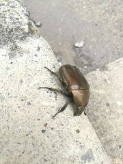 Pseudotorynorrhina japonica