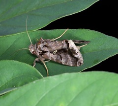 Plusiopalpa adrasta