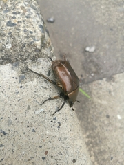 Pseudotorynorrhina japonica