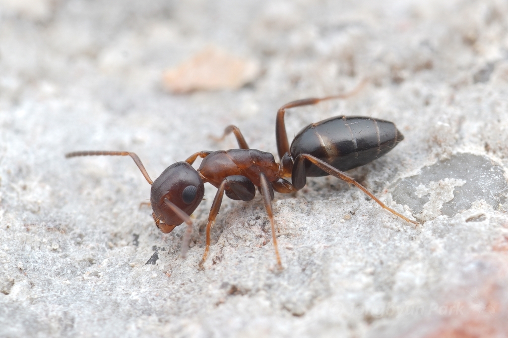 Camponotus truncatus