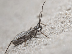 Coranus callosus