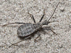 Coranus callosus