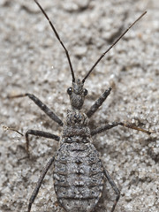 Coranus callosus