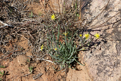 Crassothonna protecta