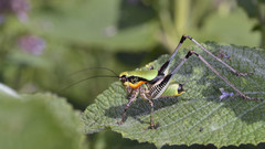 Eupholidoptera schmidti