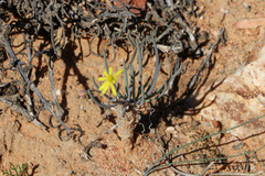 Crassothonna protecta