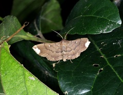 Adrapsa quadrilinealis