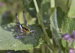 Eupholidoptera schmidti