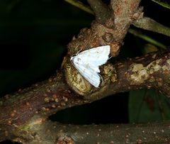 Patissa fulvosparsa