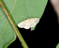 Idaea chotaria