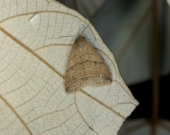 Bocula caradrinoides