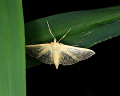 Omiodes pernitescens