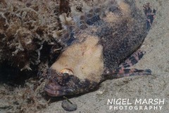 Centrogenys vaigiensis