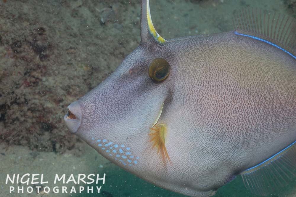 Largescale leatherjacket (Cantheschenia grandisquamis) — Monacanthidae