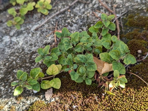 Lysimachia japonica iNat (3)