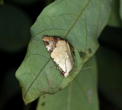 Pseudeustrotia semialba