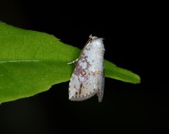 Chorsia