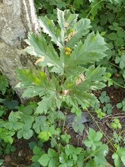 Heracleum mantegazzianum