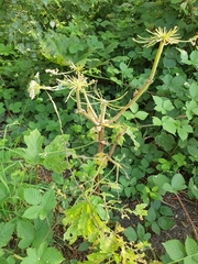 Heracleum mantegazzianum