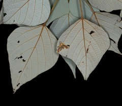 Agathodes ostentalis