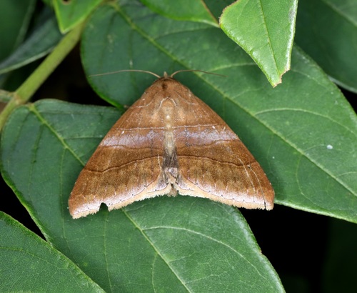 Bastilla absentimacula (Guenée, 1852)