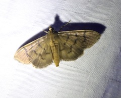 Omiodes pernitescens