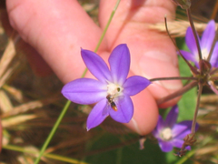 Brodiaea filifolia