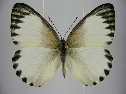 Sabine Albatross