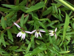 Lobelia chinensis