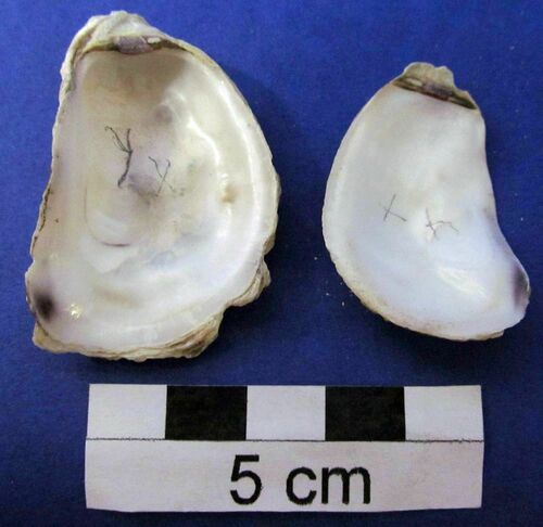 Crassostrea rhizophorae, 2024-09-11